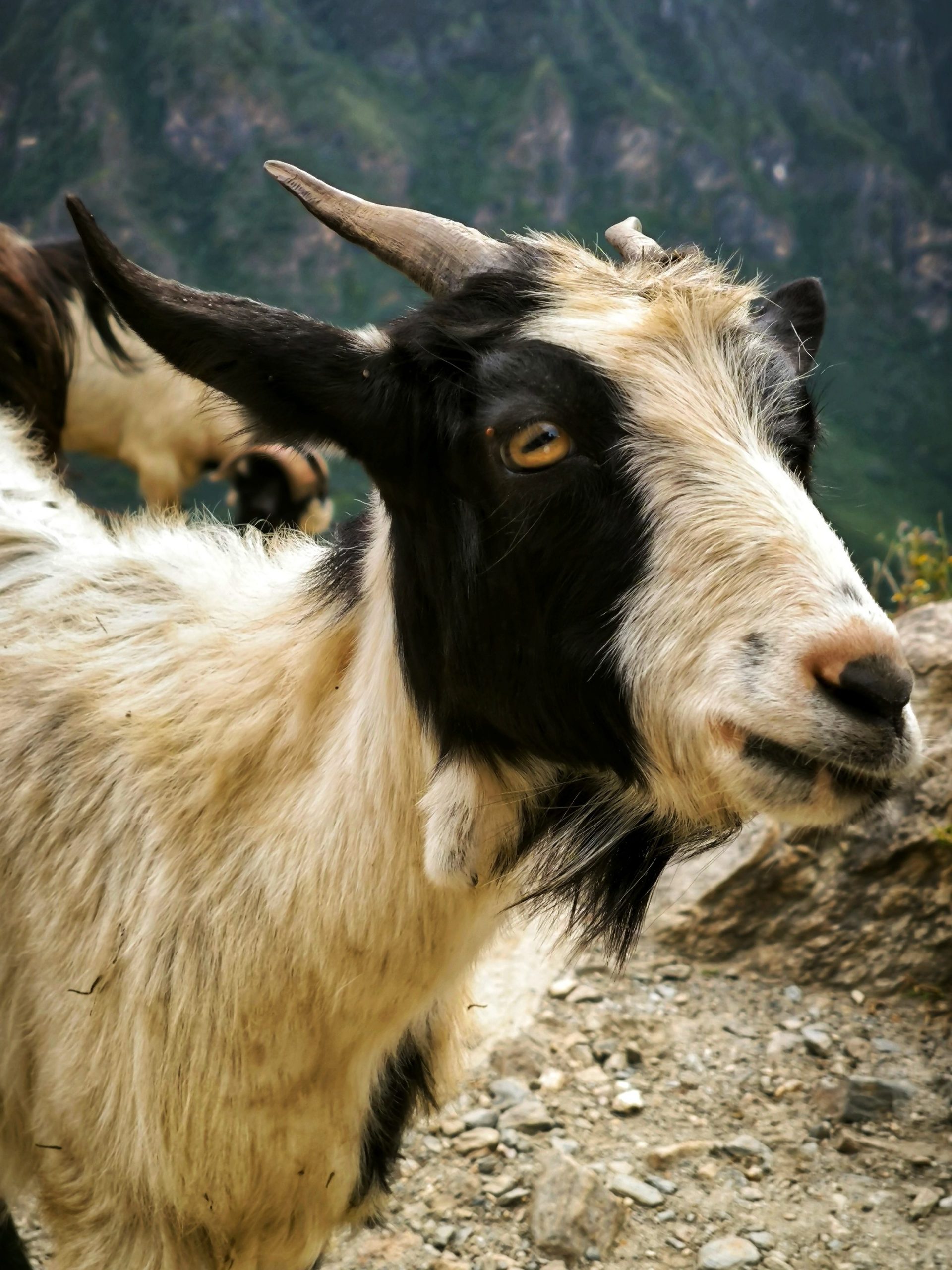 Cabra que nos encontramos en el camino del trekking de la garganta del salto del tigre
