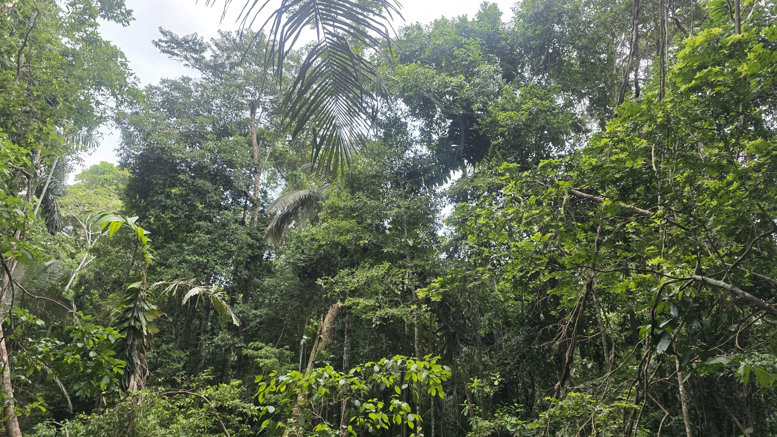 Selva Amazonas