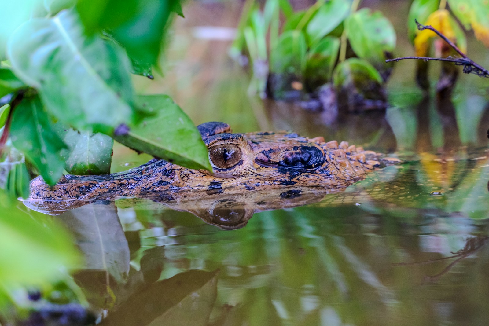 A large alligator swimming in a body of water