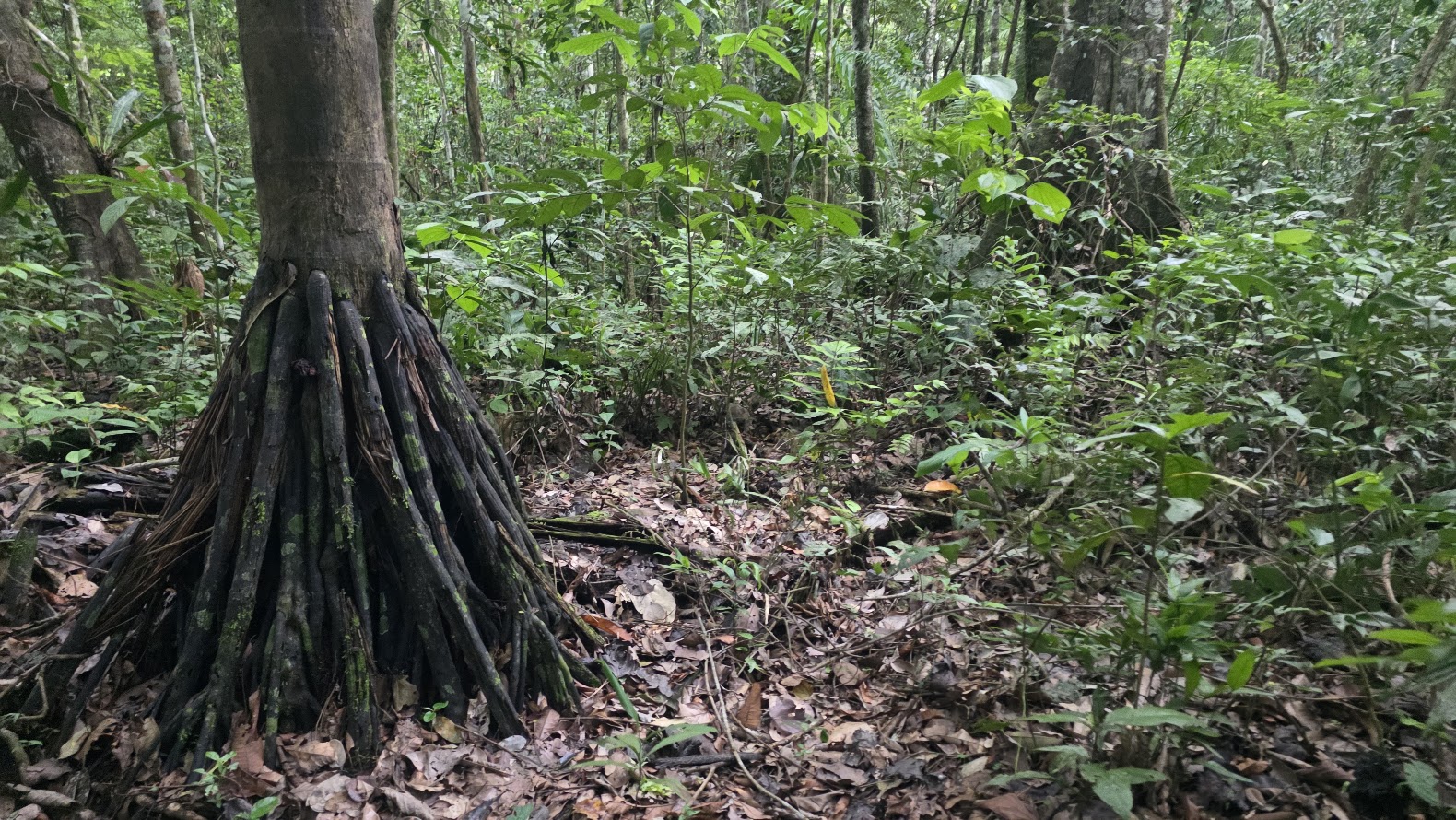 Selva amazónica en Bolivia. Rurrenabaque