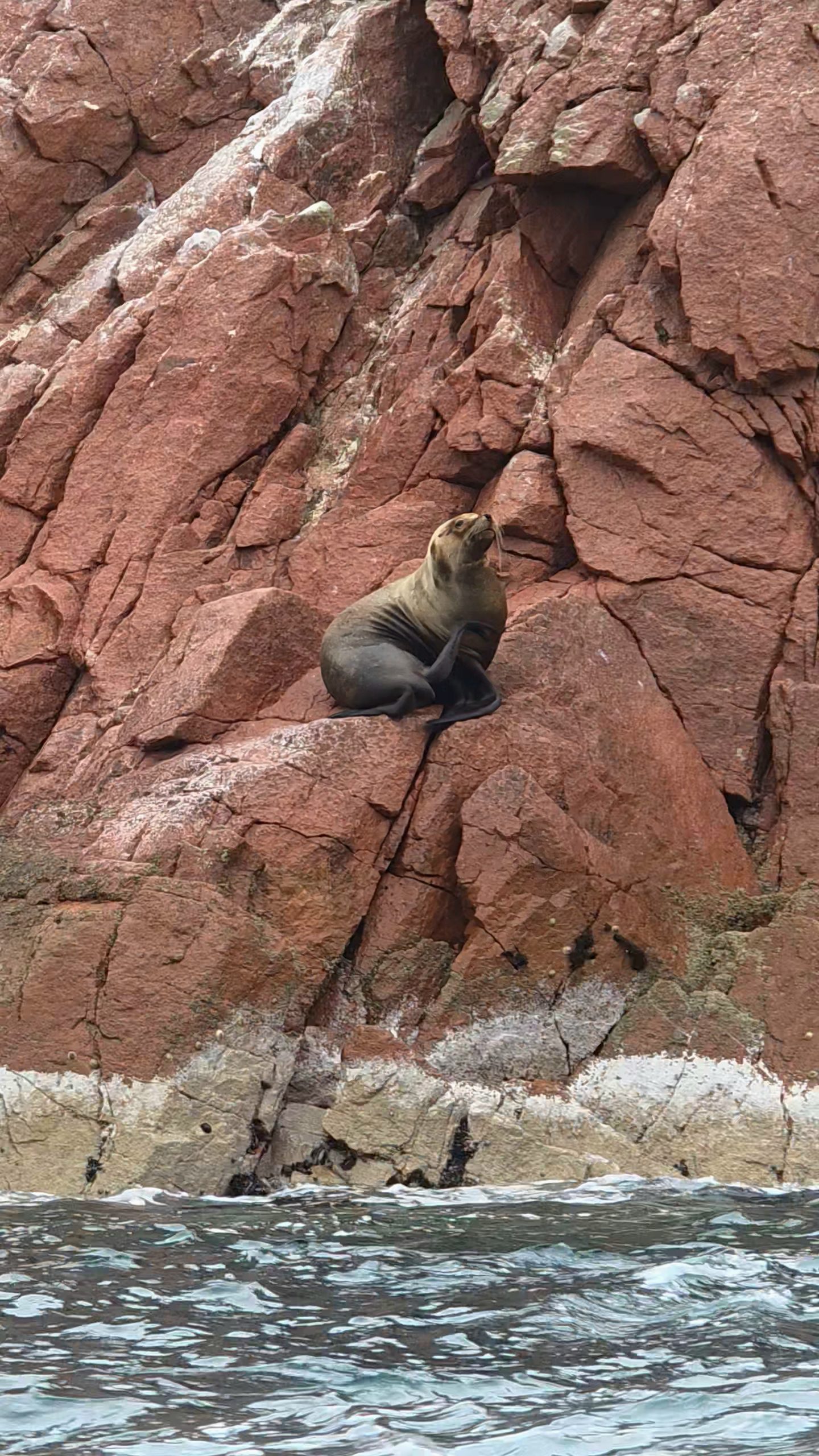 Leon marino Paracas Peru