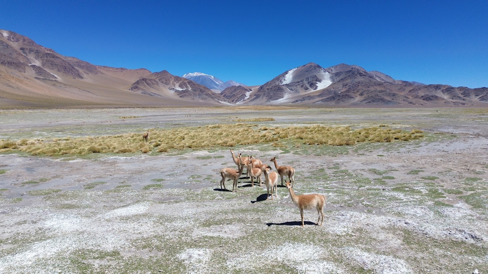 vicuñas ruta seismiles catamarca argentina paisaje